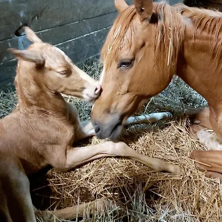 Ranczo Siodmy Kon Złoty Stok
