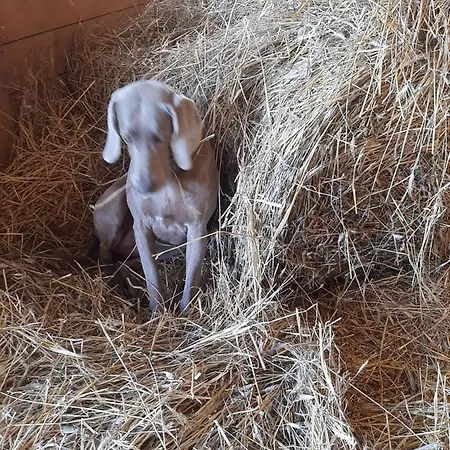 Ranczo Siodmy Kon شاليه