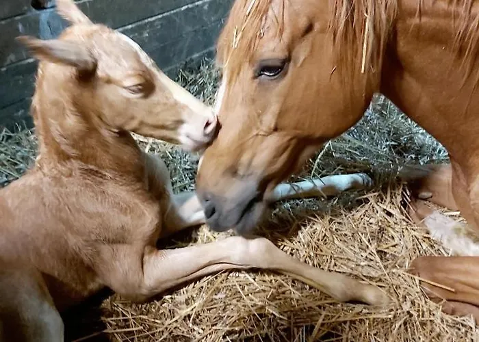 Ranczo Siódmy Koń Złoty Stok