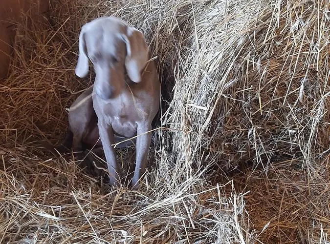 Ranczo Siódmy Koń Domek alpejski